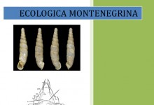 Ecologica Montenegrina proba teksta